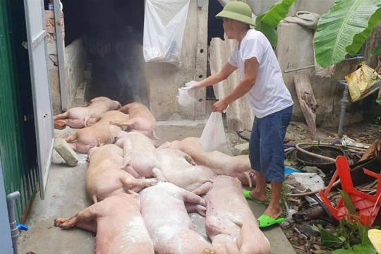 Vì sao dịch tả lợn châu Phi lan rộng?