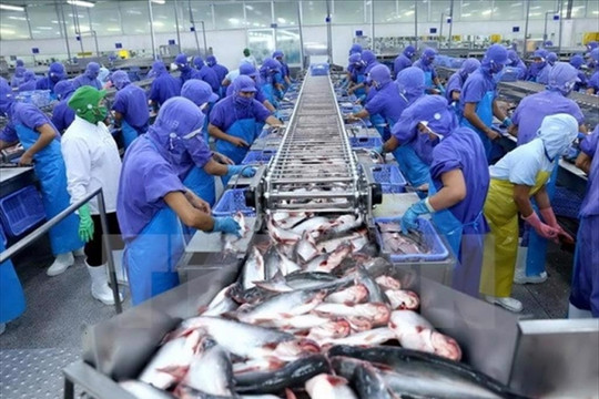 Cá tra được giá, Nam Việt, Vĩnh Hoàn và IDI đua nhau lập đỉnh lợi nhuận nhiều năm