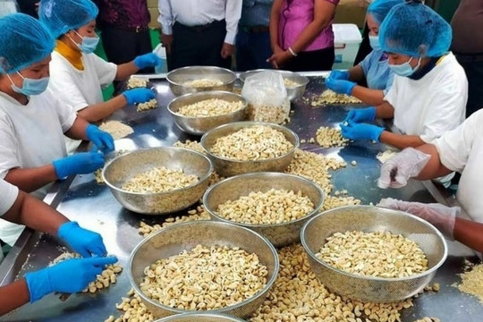 Hơn 800 nghìn tấn hàng này của Campuchia tràn vào Việt Nam trong 6 tháng đầu năm 2025: Tăng gần 20% so với cùng kỳ, thuế nhập khẩu bằng 0