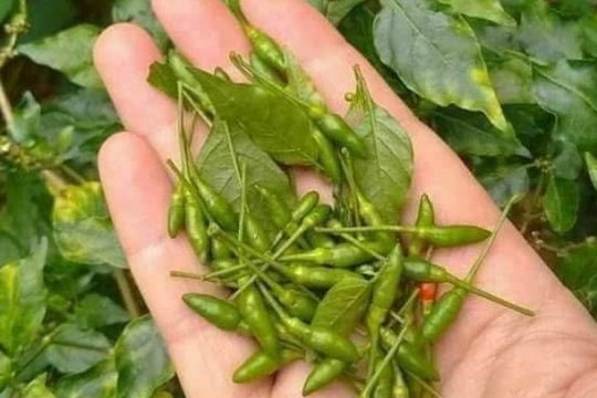 Quả nhỏ như hạt thóc, thơm cay đặc trưng: Từ mọc dại thành đặc sản đắt đỏ bậc nhất, nhiều người săn lùng