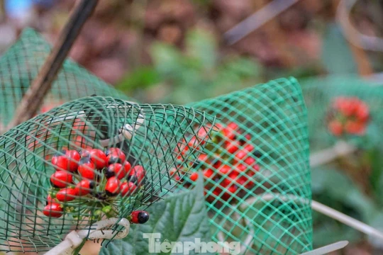 Tận thấy 'vàng đỏ' trên đại ngàn Ngọc Linh vào mùa thu hoạch