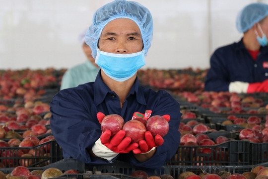 Trồng mãi không được, Trung Quốc 'chịu thua' loại quả Việt Nam, nước ta vươn lên thành 'ông lớn' xuất khẩu thu về hàng tỷ USD