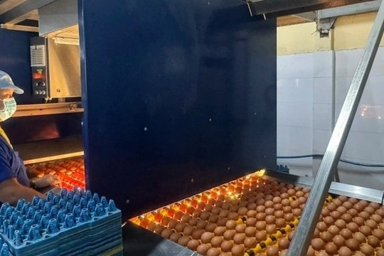 Campuchia khát một mặt hàng, nông dân Việt trúng đậm tiền triệu mỗi ngày
