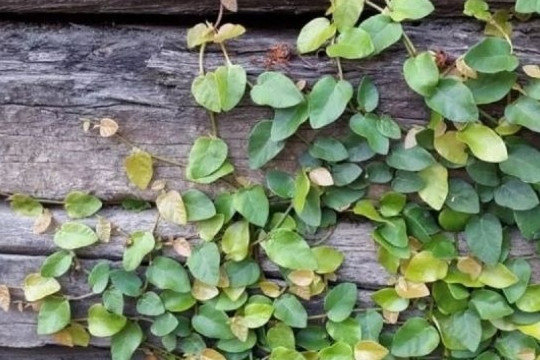 Loại rau dại mọc bám tường, giá 70.000 đồng/kg, người bán dặn 'mua về phải ăn ngay'