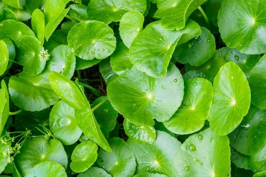 Loại rau dân giã được mệnh danh 'thần dược' giá 15.000 đồng/kg, nay được chị em săn lùng về làm đẹp