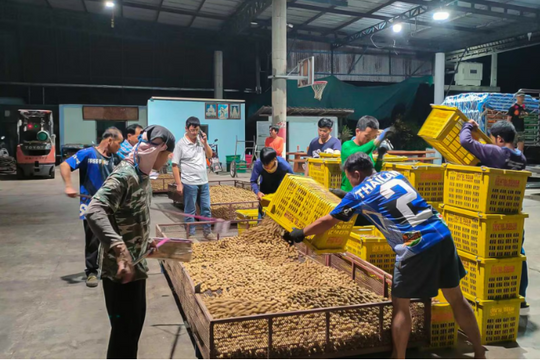 Nền kinh tế lớn thứ 2 Đông Nam Á lâm vào ‘cuộc khủng hoảng ngọt ngào’: Tuyển gấp 30.000 lao động được trả lương cao, miễn phí chỗ ở chỉ để... hái nhãn