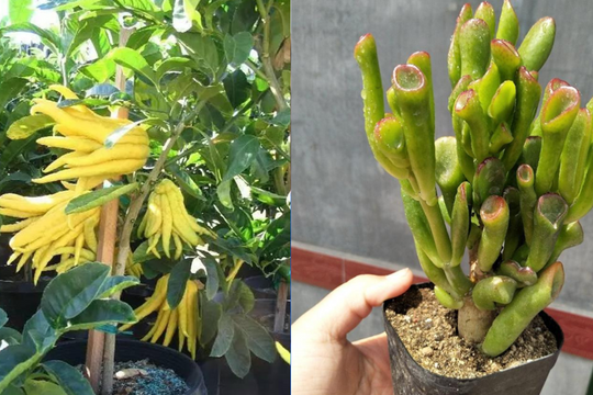 Tổ tiên dạy: 'Ban công có 3 loại cây này thì không lo thiếu tiền tiêu', dù nghèo đến đâu cũng nên trồng mỗi loại một chậu