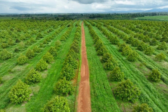 2.600ha sầu riêng của Trung Quốc đang 'uy hiếp' nông trường 2.000ha của HAGL?
