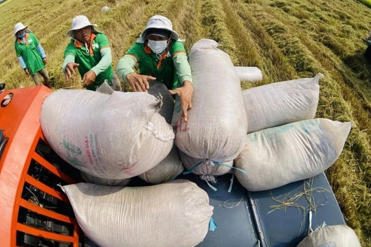Gạo Việt nâng tầm: Nước ta tung ra mặt hàng chưa từng có, được Nhật Bản mua với giá cao