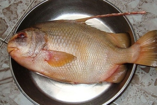 Từng là đặc sản giá 2 triệu/kg, nay loài cá này lọt vào danh sách cấm khai thác khiến dân sành ăn tiếc hùi hụi