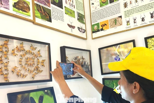 Bảo tàng côn trùng độc nhất tại Vườn Quốc gia Yok Đôn