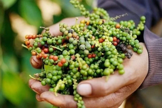 Hiệp hội Hồ tiêu và cây gia vị 'kêu cứu'