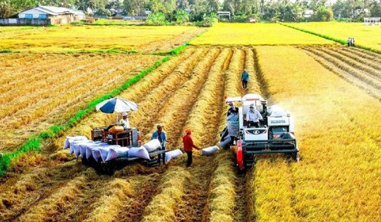 Loạt quy định mới về đất trồng lúa, người dân cần đặc biệt lưu ý