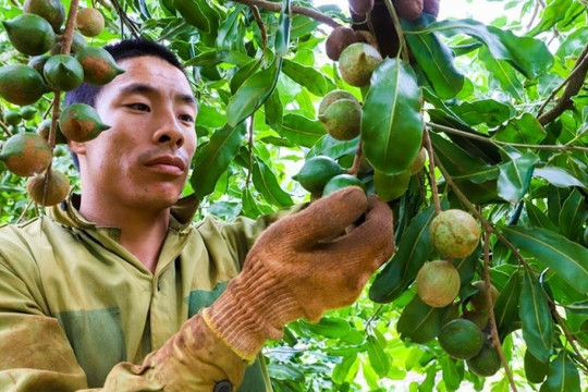Cây xen canh thành ‘mỏ vàng xanh’, nông dân Đắk Lắk trúng đậm khi buôn 'nữ hoàng quả khô' với giá 100.000 đồng/kg