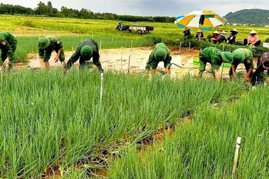 Vựa rau lớn nhất Nghệ An chìm trong biển nước, nông dân gồng mình nhổ non bán gỡ vốn