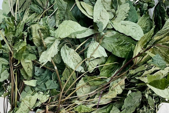 Loại lá cây dùng để pha trà, chỉ có ở Việt Nam, giá ngất ngưởng tới 150 triệu đồng/kg