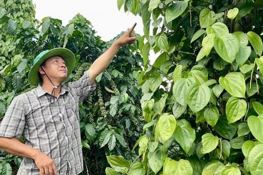 Nông dân Gia Lai phấn khởi trồng loại ‘cây tỷ đô’ trái vụ, giá bán cao gấp đôi, đối tác bao tiêu và rất được chuộng ở Thái Lan
