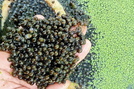 Con bé tí hiền như cục đất, xưa la liệt chẳng ai ăn nay thành đặc sản, nông dân thu về 500 triệu mỗi năm