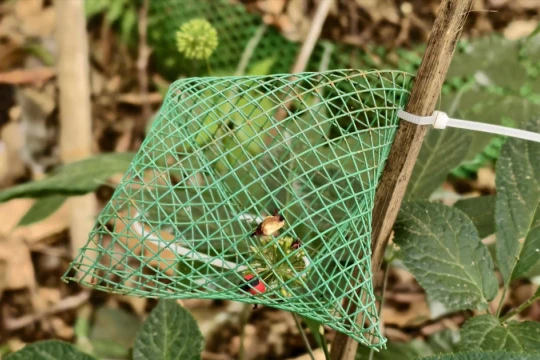 'Nhị diện mai phục' Quốc bảo sâm Ngọc Linh