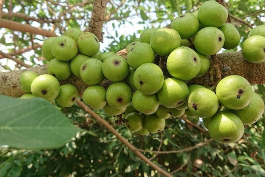 Loại quả quen thuộc thường mọc ven bờ ao, góc vườn nay ‘lên đời’: Dân phố săn đón, bán lên tới 200.000 đồng/1kg nhưng rất bổ