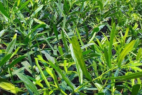 Loại cây từng bị tận diệt tại Nam Trung Bộ nay trở thành 'vàng xanh', bán rễ giá chục triệu/kg