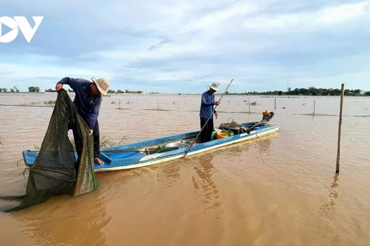 Nguy cơ khủng hoảng nguồn cá sông Mekong