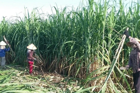 Đường nhập lậu tràn lan, doanh nghiệp lo thua trên sân nhà