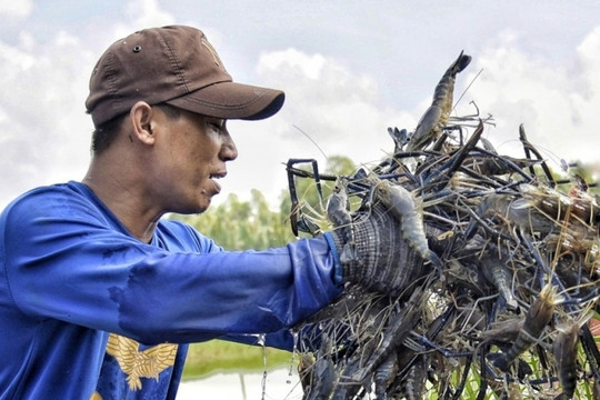 Nông dân thủ phủ tôm càng xanh trúng đậm, thương lái vào tận ao lùng mua từng ký