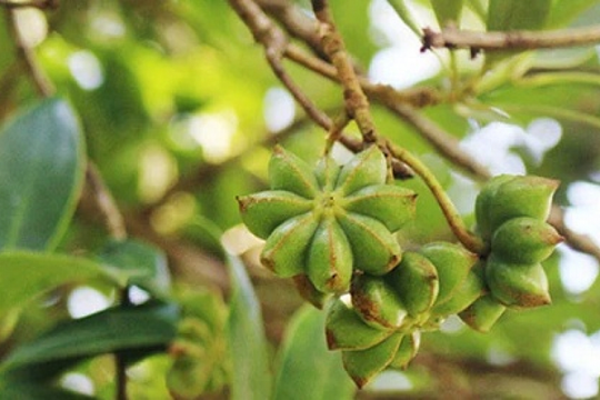 Việt Nam sở hữu loại hoa triệu đô của thế giới, được coi là 'báu vật' từ núi rừng: Vừa thu về hơn 40 triệu USD, Ấn Độ cực mê