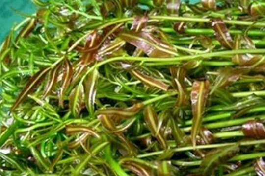 Loại rau dại nghe tên lạ hoắc, nay thành đặc sản nhà hàng, giá 70.000 đồng/kg vẫn cháy hàng