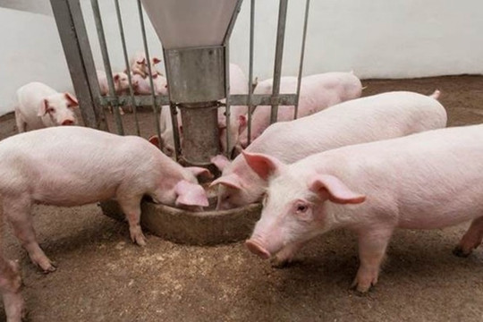 Giá thịt lợn vượt 60.000 đồng/kg: Doanh nghiệp chăn nuôi 'đếm tiền mỏi tay' hay lợi nhuận bị 'ăn mòn' vì chi phí thức ăn chăn nuôi neo cao