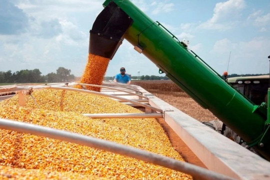 Là quốc gia sản xuất một mặt hàng nông sản nhiều nhất thế giới, Mỹ sắp đón nhận 1 mùa vụ có diện tích thu hoạch lớn chưa từng thấy kể từ 1933