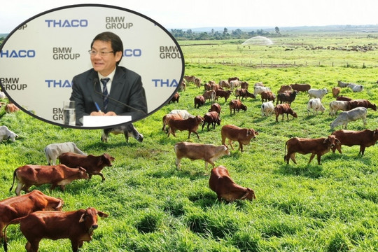 Gần 60.000 con bò của xí nghiệp 'nhà' ông Trần Bá Dương được gắn 'thẻ căn cước'