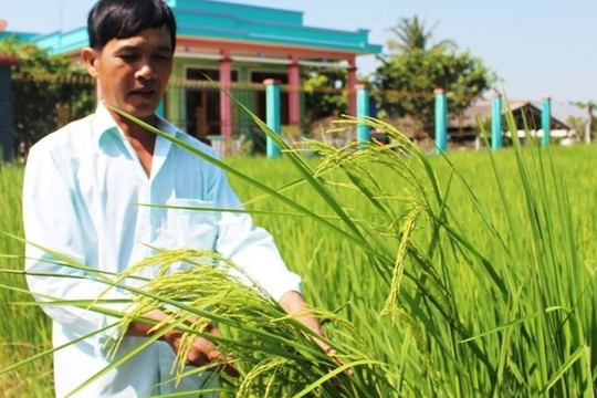 Nông dân Long An trồng loại lúa có dáng cao gấp đôi thường, tên gọi rất mỹ miều cho ra gạo đặc sản nức tiếng cả nước
