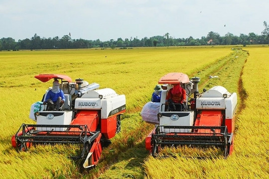 Nhìn lợi nhuận sau bán lúa, nông dân ĐBSCL vẫn mất ăn mất ngủ