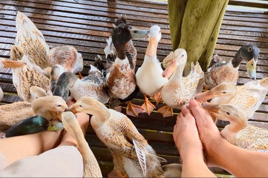 Bà chủ miệt vườn mở dịch vụ massage miễn phí với 30 nhân viên đặc biệt, khiến du khách vừa nhột vừa thích