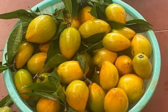 Loại quả ở Việt Nam trước chín rụng đầy gốc không ai ăn nay thành đặc sản sang chảnh ở thành phố, sang trời Tây giá gần 2 triệu/kg