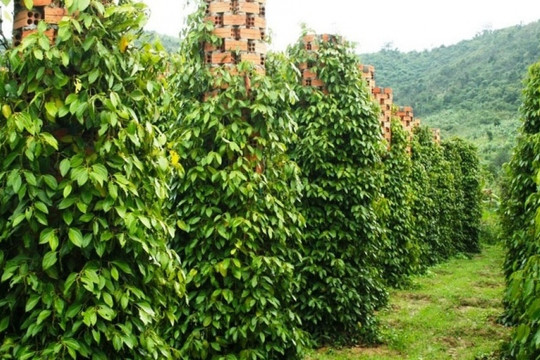 Nông dân Lâm Đồng trồng ‘nông sản tỷ đô’, được ví là ‘vàng đen’: Nhìn lên cây lúc nào cây cũng sai quả, năm nay được giá