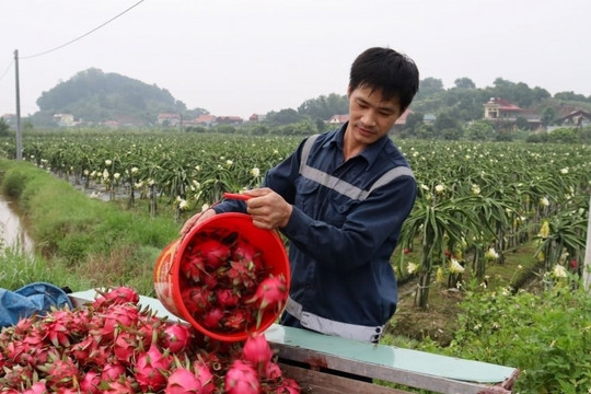 Bỏ lúa trồng 'vàng đỏ', hộ nông dân Hải Phòng thu lãi 300 triệu mỗi năm sau khi trừ hết chi phí