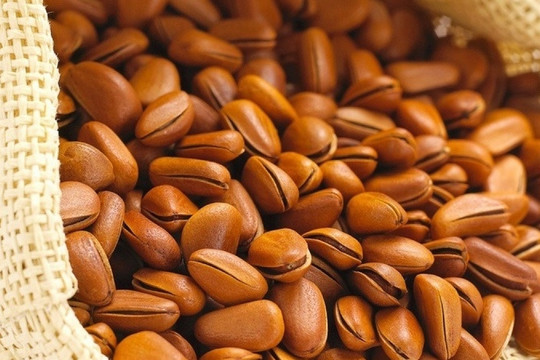 Việt Nam có loại hạt từng rụng đầy gốc không ai nhặt, giờ lên kệ siêu thị giá cả triệu bạc một cân