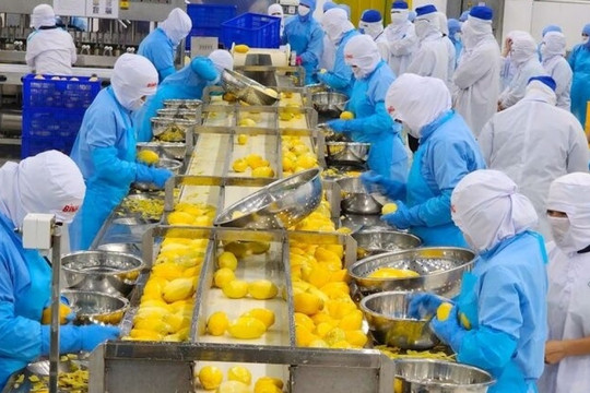 Từng bị coi là rác, một loại vỏ quả Việt Nam nay hóa thành 'mỏ vàng' giúp doanh nghiệp thu tiền tỷ mỗi năm