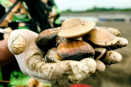 Thủy sản bình dân ở chợ Việt được Nhật mua giá đắt đỏ, tiền thu về gấp 10,5 lần