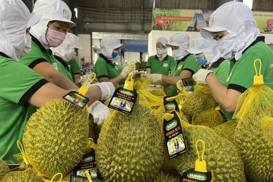 Kim ngạch xuất khẩu rau quả Việt Nam cao chưa từng có