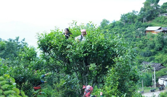 Báu vật mọc giữa rừng sâu, mỗi lần thu hoạch lại 'đu đỉnh', giúp nông dân Lào Cai thu nửa triệu/ngày