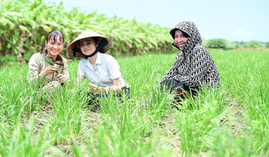 Nông dân An Giang trồng loại rau dân dã trên bờ bao hoang hóa, cứ 3 ngày 'hái tiền' một lần, lãi cả trăm triệu mỗi năm