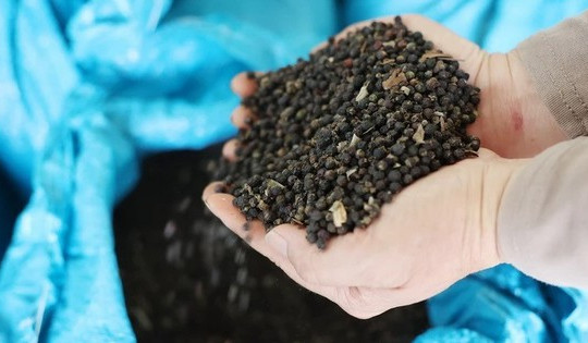 Thị trường hồ tiêu: Xuất khẩu Việt Nam đạt giá trị kỷ lục dù lượng thấp nhất 8 năm