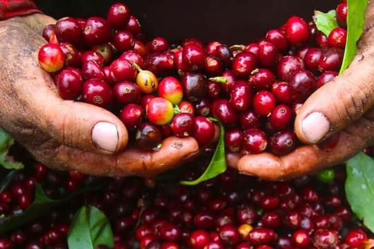 Nông sản Việt Nam vượt khó, hướng tới mốc 70 tỷ USD xuất khẩu