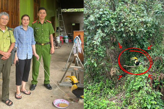 Phát hiện loài chim mỏ lớn bay vào vườn, ông Dung làm ngay một việc, công an lập tức tới nhà