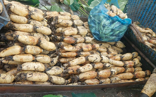 Cây mọc dưới bùn hóa 'mỏ vàng': Từng là món của 'người nghèo', nay thành đặc sản hái ra tiền