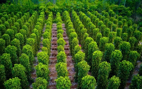 'Báu vật' nông sản của Việt Nam được Mỹ săn lùng ráo riết: Thu về hơn 1,26 tỷ USD chỉ sau 9 tháng, nước ta vẫn là 'ông trùm' xuất khẩu